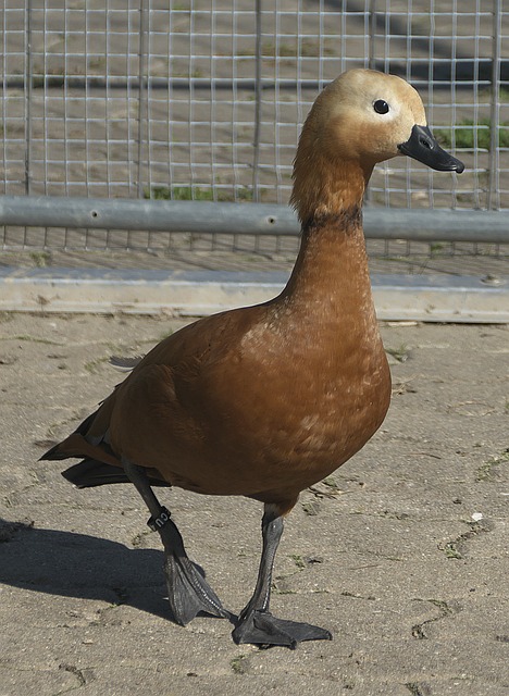 行压力